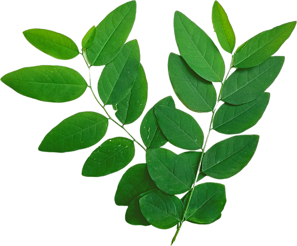 Katuk Leaves